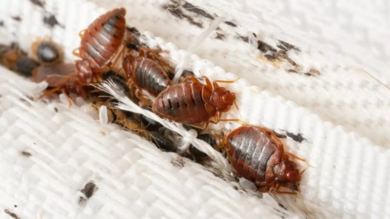 Texas Spring Insects Bed Bug Pest Control | Pest Arrest