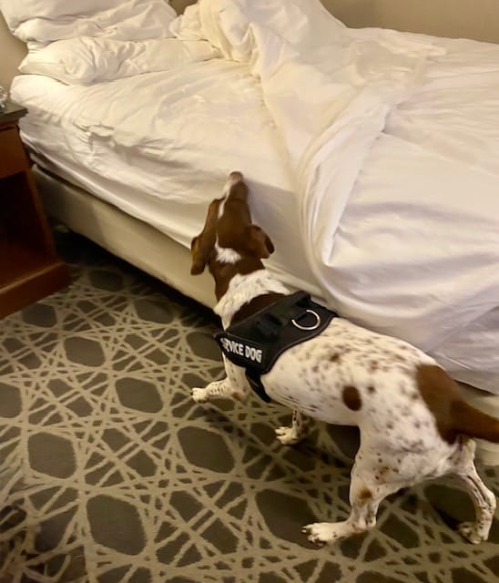 Dogs get bed bugs as well.