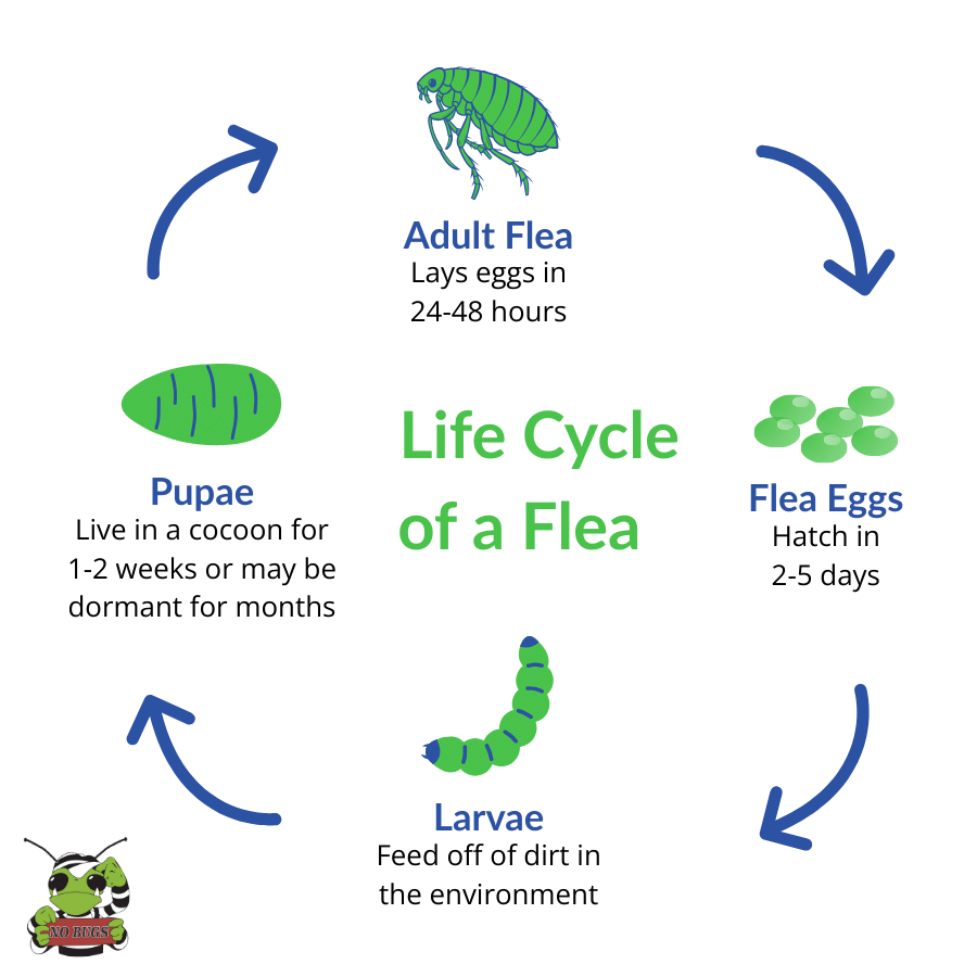 The lifecycle of a flea from egg to larvae to pupae to adult.