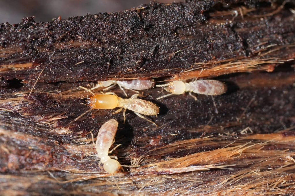 termites in houston